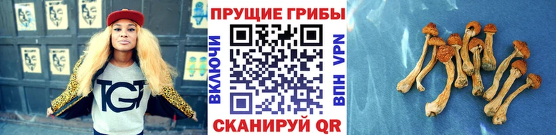 Псилоцибиновые грибы мицелий Кировск